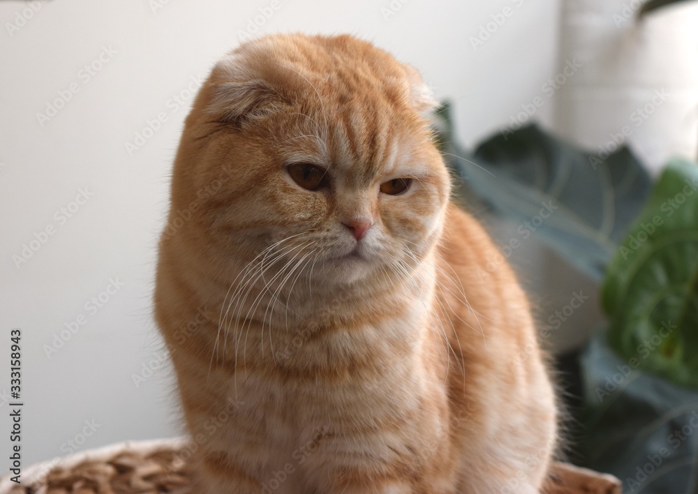 Cute Scottish fold red cat purebred with lovely eyes close up.