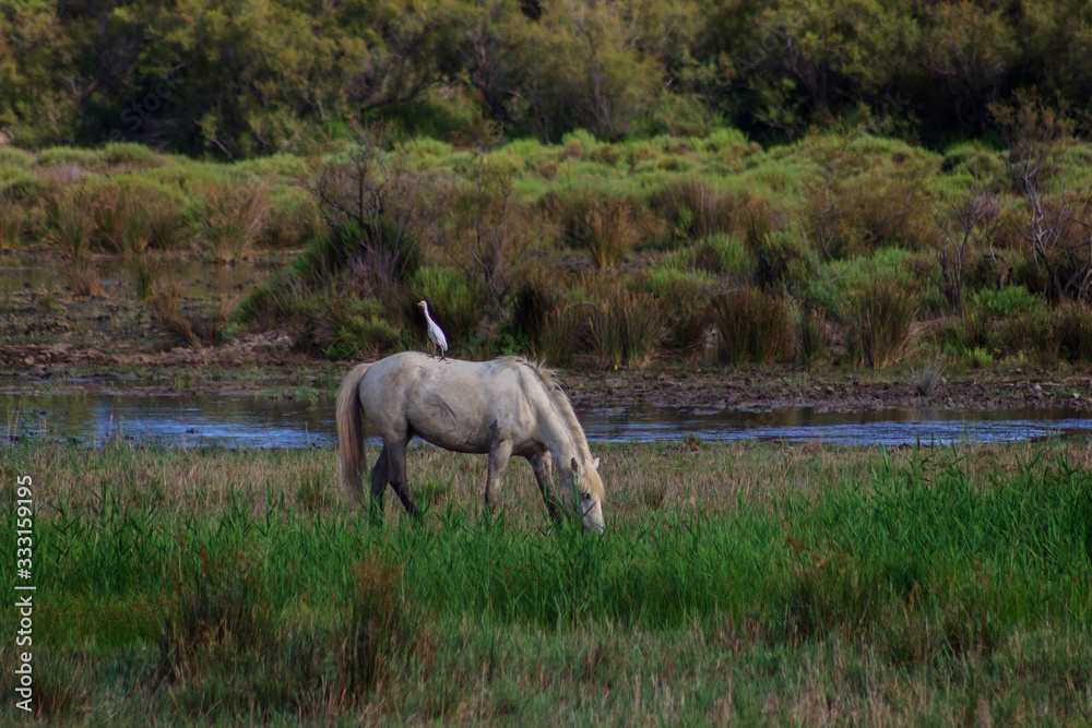 Fototapeta premium Bird perched on the back of a white horse grazing freely in the field