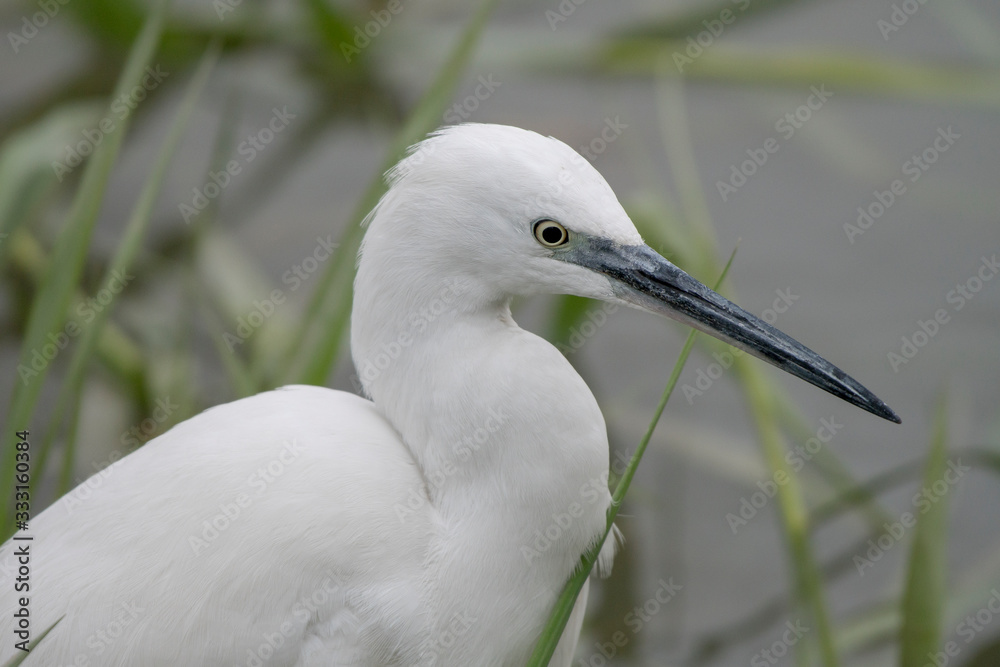 Fototapeta premium Little egret (Egretta garzetta), single bird