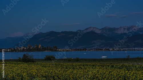 Yellow sunflowers with turned head after sunset with lake and mountains in background, Switzerland