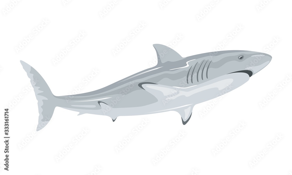 Great white shark is toothed predatory animal having grey dorsal area and robust, large, conical snout. Marine monster. Vector illustration isolated on white for underwater fauna, themes design. Great white shark is toothed predatory animal having grey dorsal area and robust, large, conical snout. Marine monster. Vector illustration isolated on white for underwater fauna, themes design.