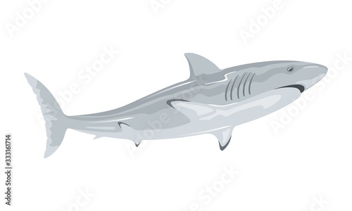 Great white shark is toothed predatory animal having grey dorsal area and robust, large, conical snout. Marine monster. Vector illustration isolated on white for underwater fauna, themes design.