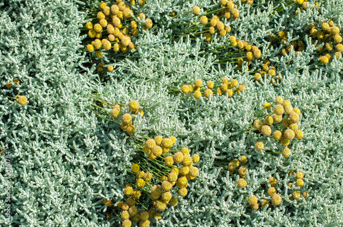 Yellow flowers of helichrysum arenarium. Cmin sandy or immortelle plant. Healing herbs, alternative medicine. Vegetative natural concept, blooming summer background. Selective focus image.