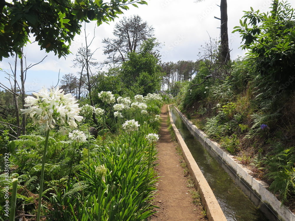 Madeira Levada weiße Schmucklilien Agapanthus Madeira Levada weiße Schmucklilien Agapanthus