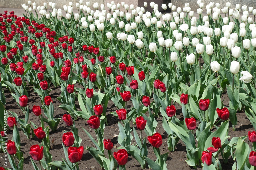 Obraz premium Cultivation of red and white flowers of tulips in mid April