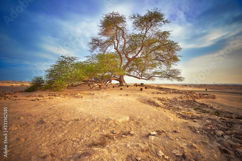 Photography The Tree of Life in Bahrain