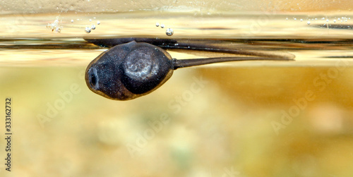 Kaulquappe einer Kreuzkröte (Epidalea calamita, Bufo calamita) - Tadpole of a Natterjack toad photo