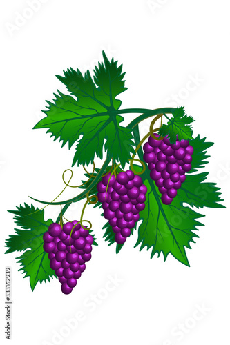 Images of a vine with tasty and sweet grapes, bunches of grapes with foliage.