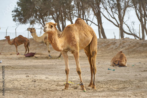 Camels for racing in Bahrain