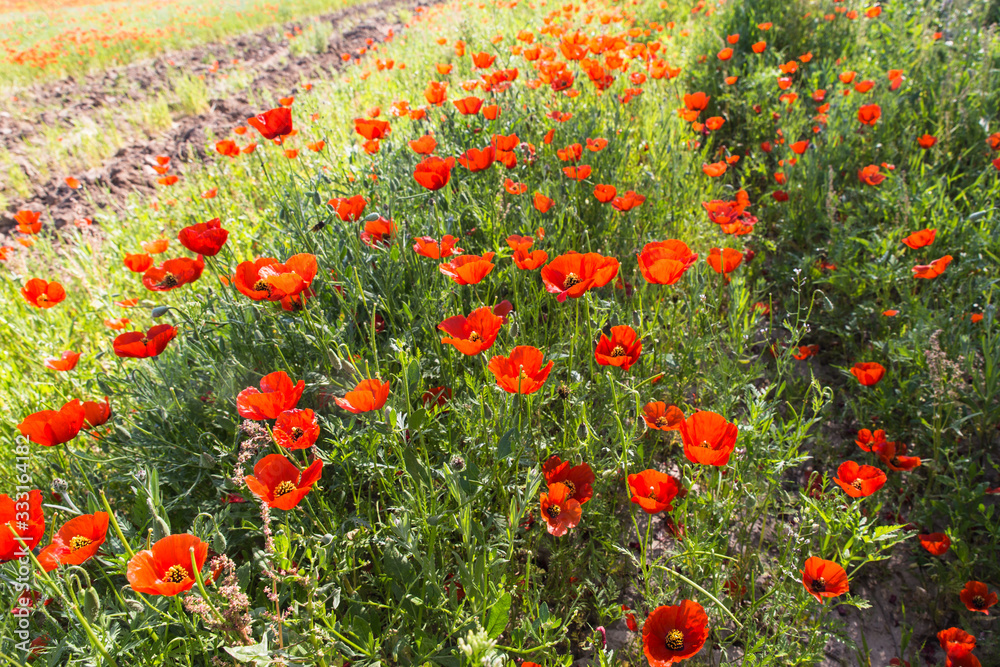 wild red poppy fower field in spring time near Almaty, Kazakhstan