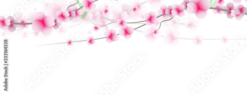 primavera, fiori, sakura, ciliegi,