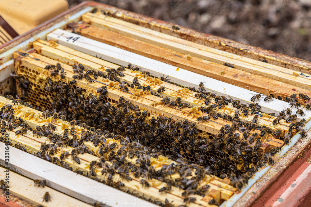 Nahaufnahme von vielen Honigbienen in ihrer Bienenbox Nahaufnahme von vielen Honigbienen in ihrer Bienenbox