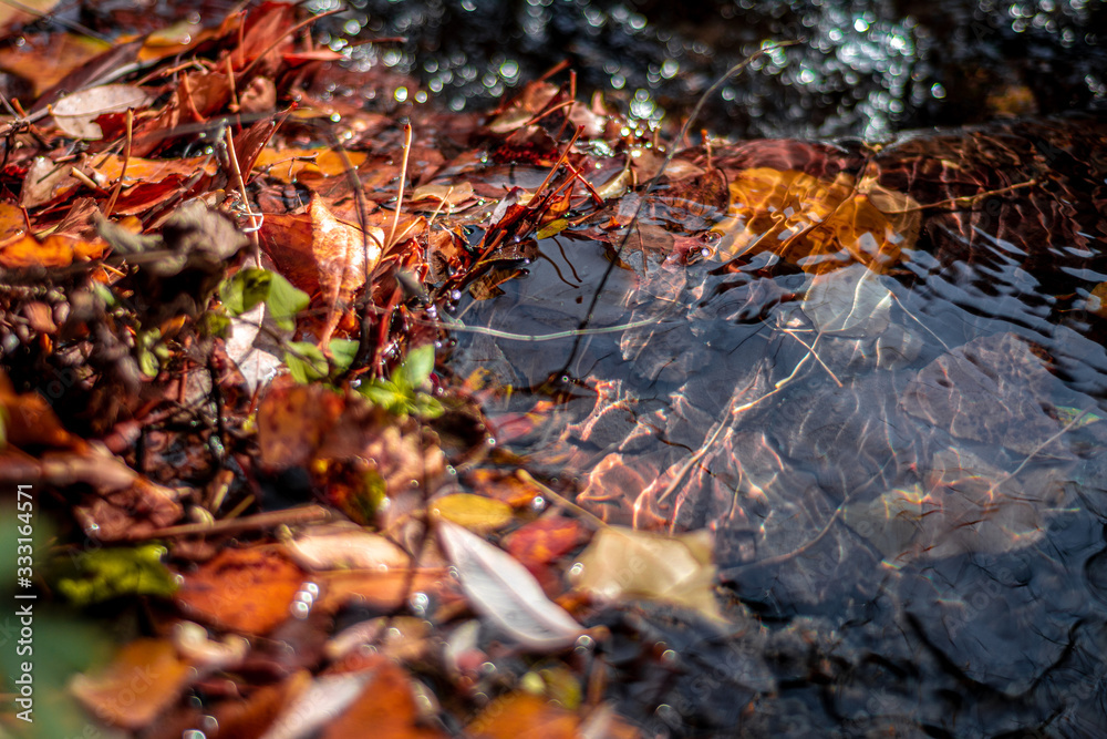 Hojas de otoño caídas