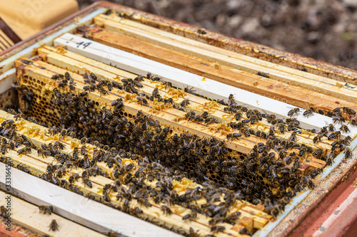 Nahaufnahme von vielen Honigbienen in ihrer Bienenbox