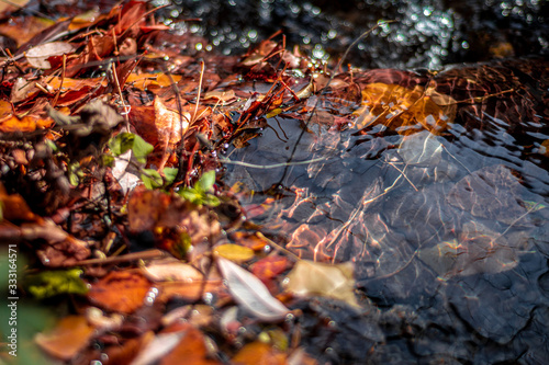 Hojas de otoño caídas