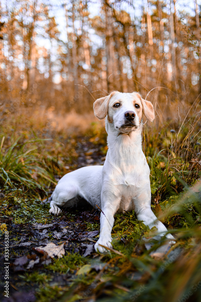 Amazing healthy looking adult white dog in colorful forest.