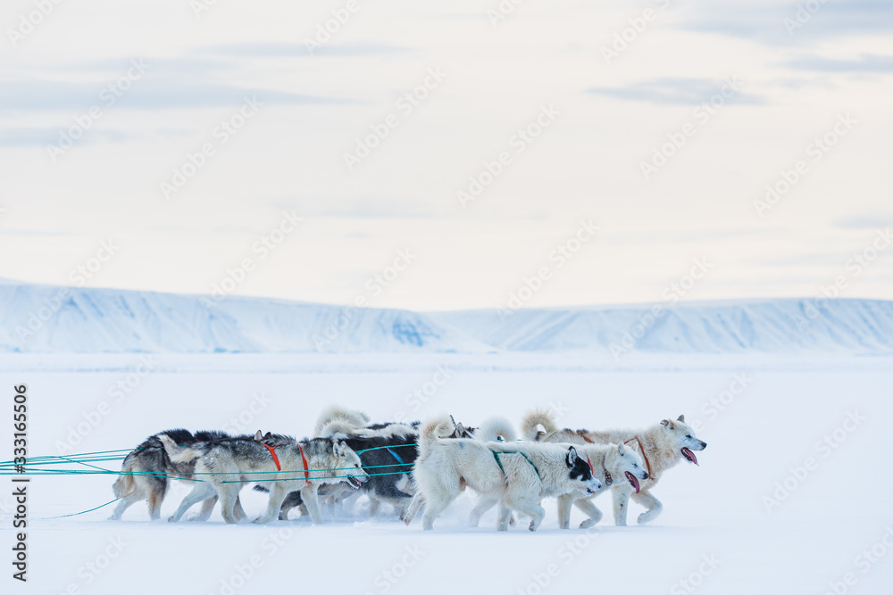 Sled dogs running on snow, Greenland. Sled dogs running on snow, Greenland.