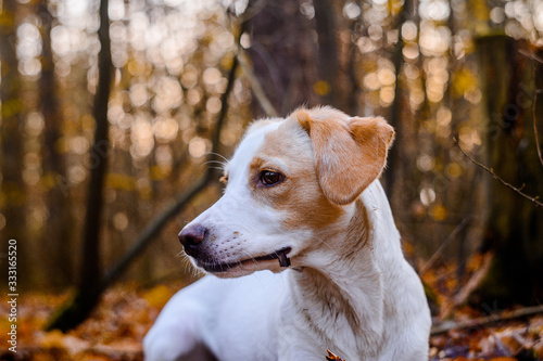 Amazing healthy looking adult white dog in colorful forest. © Eliška