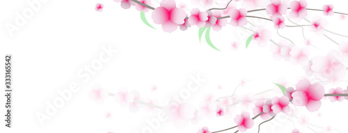 primavera, fiori, sakura, ciliegi,