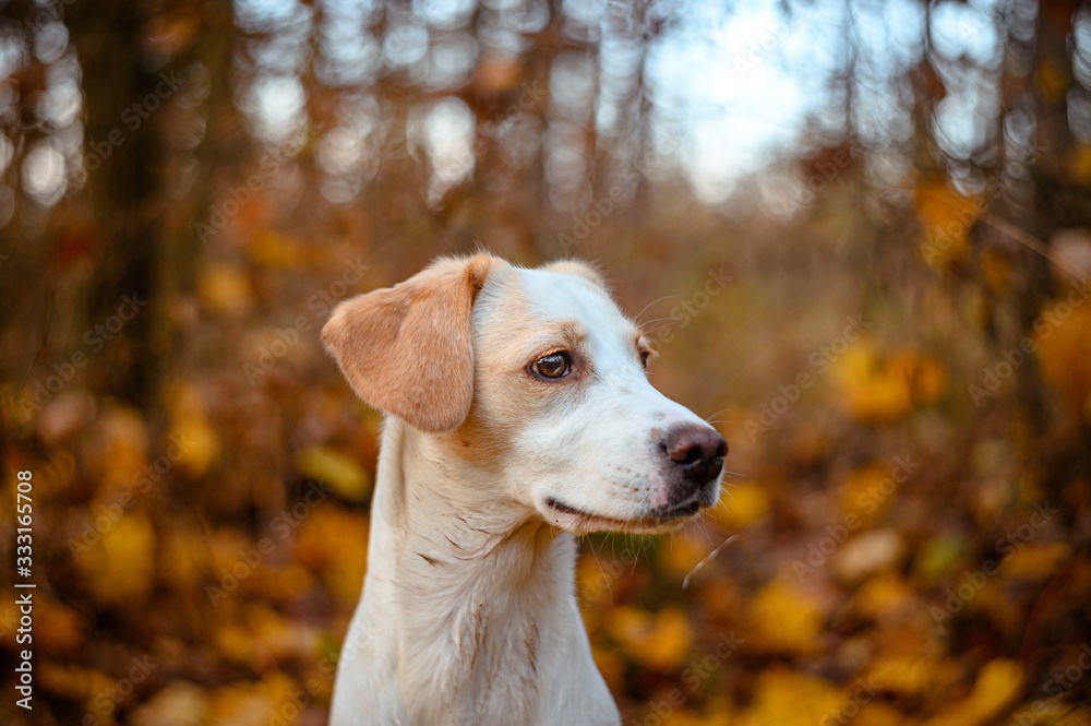 Amazing healthy looking adult white dog in colorful forest. Amazing healthy looking adult white dog in colorful forest.