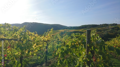 Weinberge an der Ahr