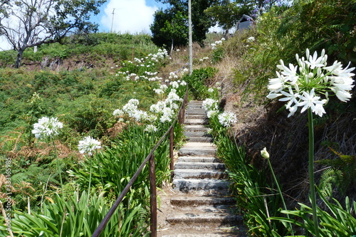 Madeira weiße Schmucklilien Agapanthus photo