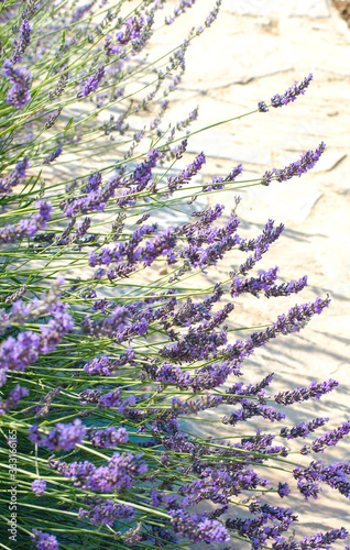 Lavender field in the village. Lavender flowers on the farm. Selective focus image.