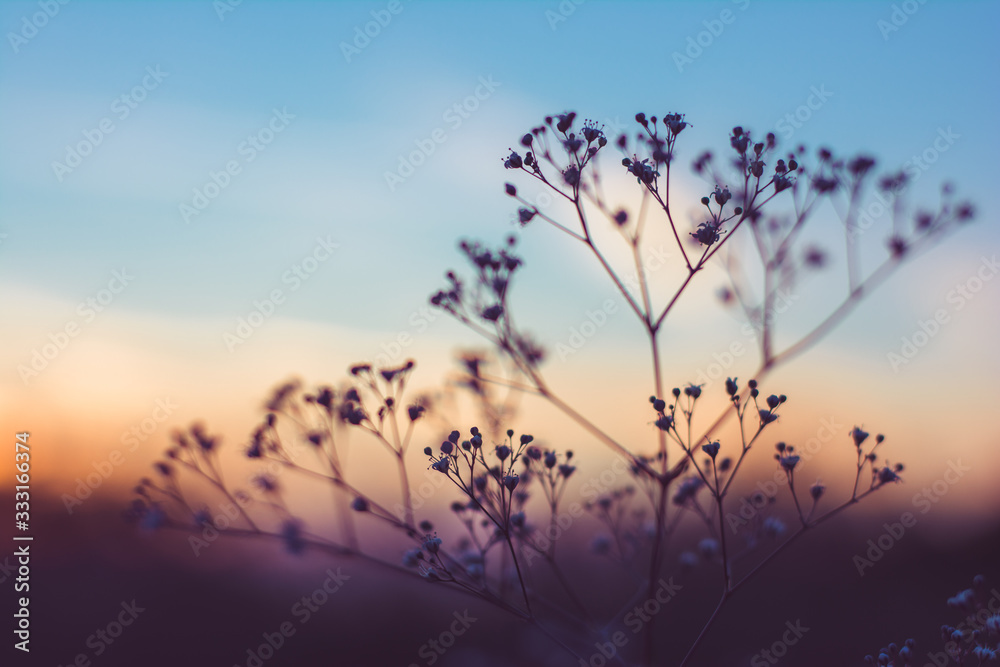 Fototapeta premium flowers and beautiful sky
