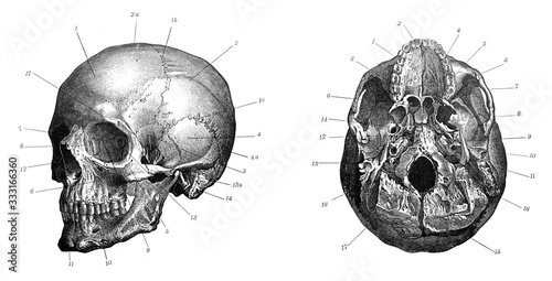 Human skull anatomy (cranium) / Old Antique illustration from Brockhaus Konversations-Lexikon 1908