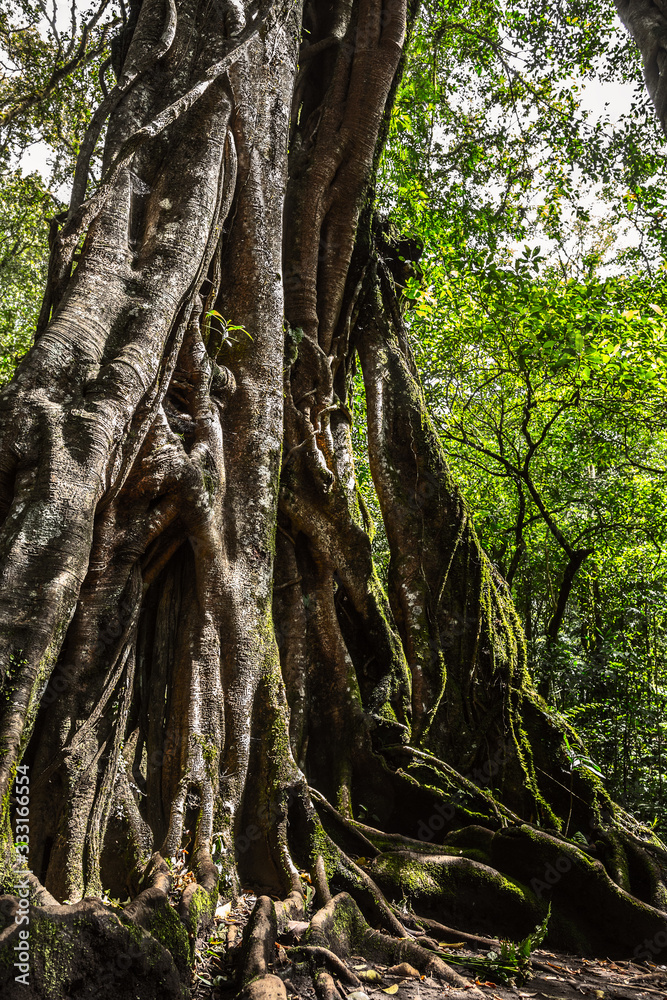 Part of huge ancient Banyan tree roots close-up in botanical garden Bedugul, Bali, Indonesia.