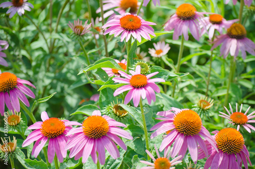 vibrant growing patch of Echinacea Purpurea also known as Purple Coneflower. 