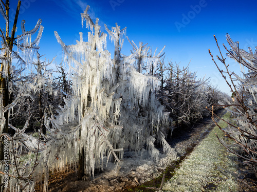 Beregnung - frostschutz Obstplantage photo