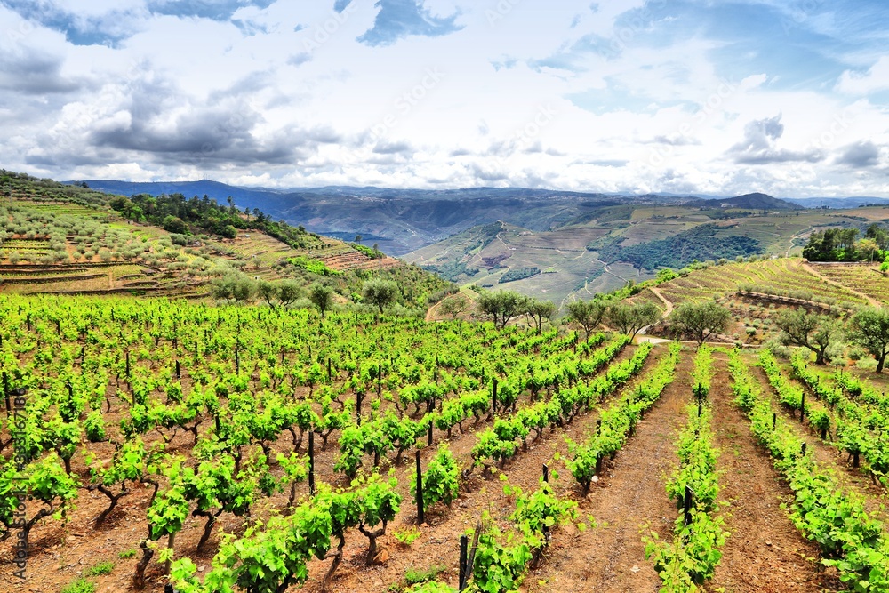 Portugal vineyard landscape