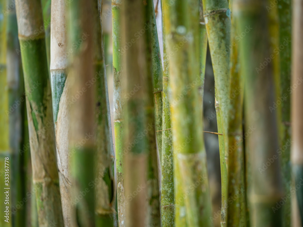 Young Bamboo tree close up Young Bamboo tree close up