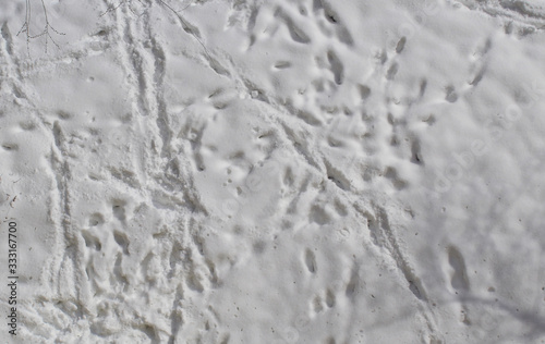 Traces, shadow, light, winter, tree. Background, wallpaper