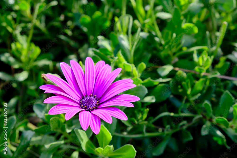 Flowers of Osteospermum ecklonis or Dimorphotheca ecklonis or Cape marguerite Flowers of Osteospermum ecklonis or Dimorphotheca ecklonis or Cape marguerite