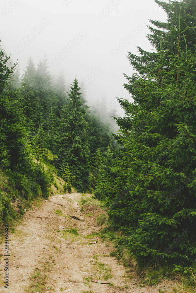 Photo from a campaign in the Carpathians during heavy fog. Hills covered with pine trees and green grass. Photo from a campaign in the Carpathians during heavy fog. Hills covered with pine trees and green grass.