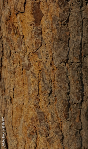 old pine tree outer bark