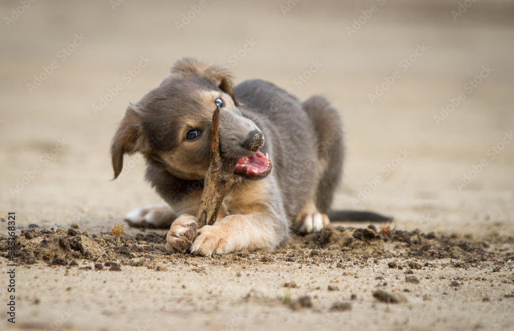 Fototapeta premium Silken Windsprite Welpe