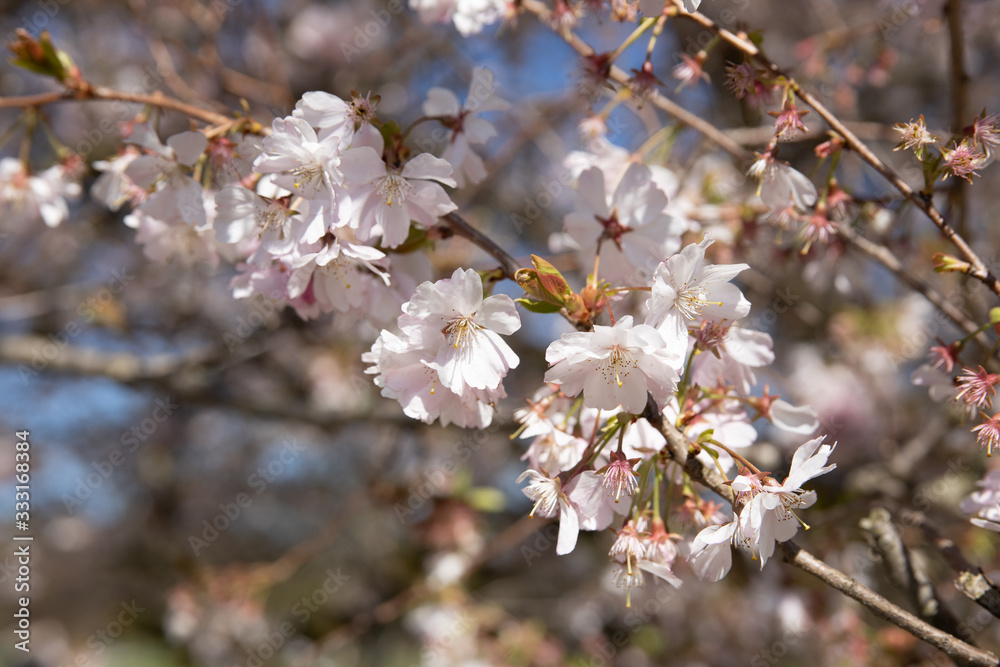 White cherry blossoms on a sunny spring day White cherry blossoms on a sunny spring day