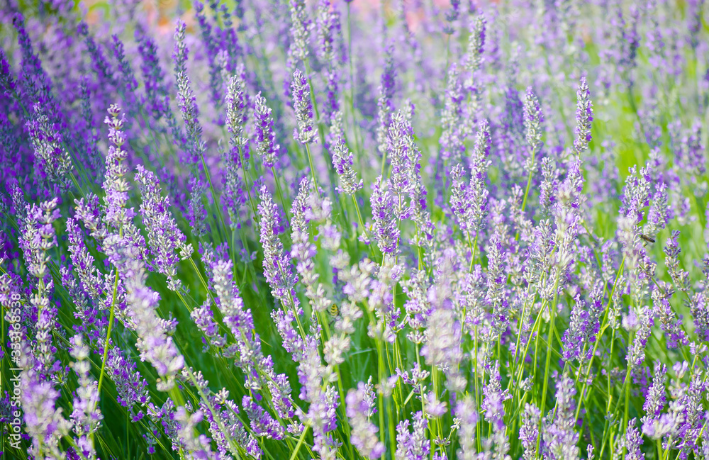Naklejka premium Lavender field in the village. Lavender flowers on the farm. Selective focus image.