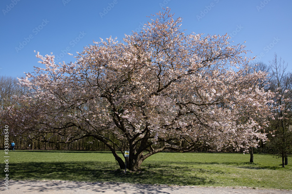 Cherry blossom tree blooming in spring