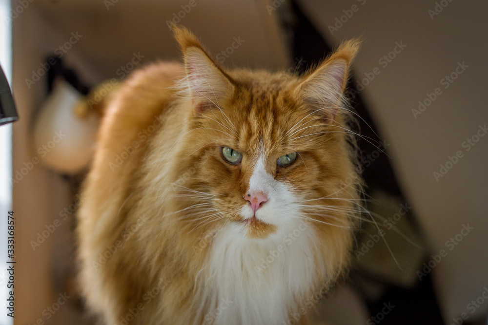 roter Maine Coon im Portrait
