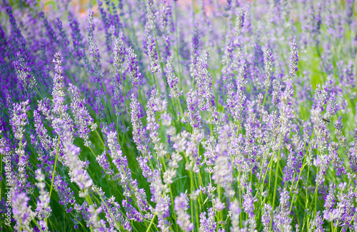 Lavender field in the village. Lavender flowers on the farm. Selective focus image.