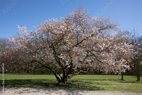 Cherry blossom tree blooming in spring