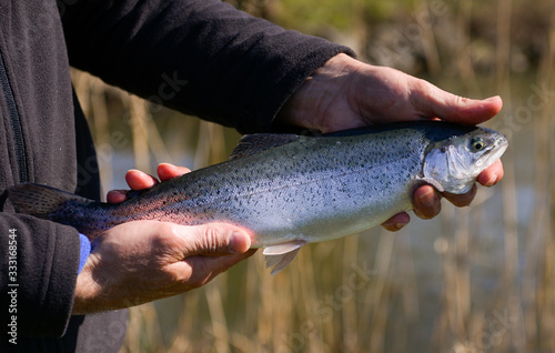 Ein Angler hält eine gefangene Forelle in den Händen. photo