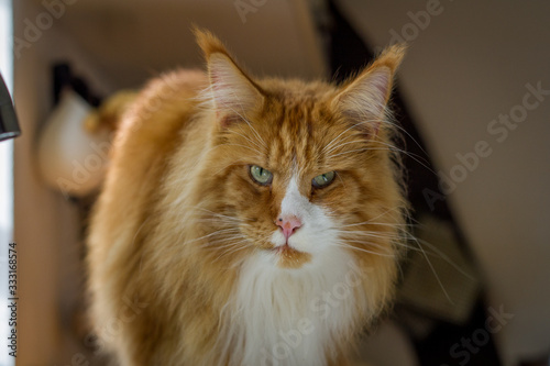 roter Maine Coon im Portrait © Andrea