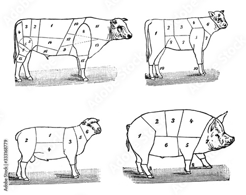 Livestock meat (butcher) Old Antique illustration from Brockhaus Konversations-Lexikon 1908 photo