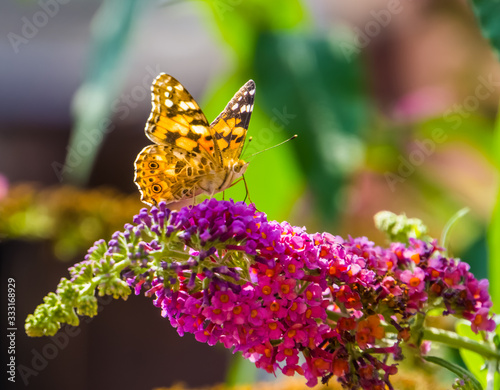 Beautiful closeup of a painted lady butterfly sitting on the flowers of a summer lilac plant, common cosmopolitan insect specie photo