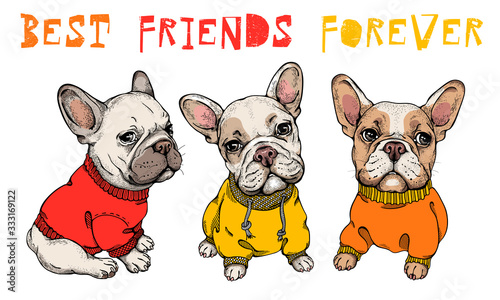  Set of three cute french bulldogs in colorful clothes